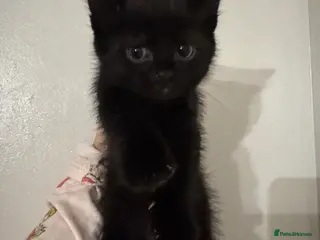 American Shorthair cats Kitten for sale - Advert 2