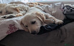 Golden Retriever dogs for sale: KC registered last boy fully vaccinated  - Image 39