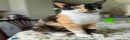 Mixed Breed cats for sale: 🐾 2 Beautiful Kittens looking for loving parents  - Advert 3