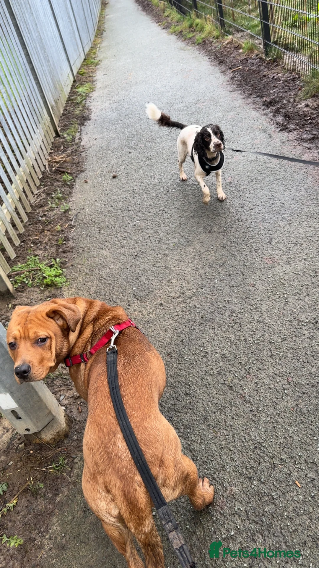 Mixed Breed dogs for sale: Cookie - Advert 5