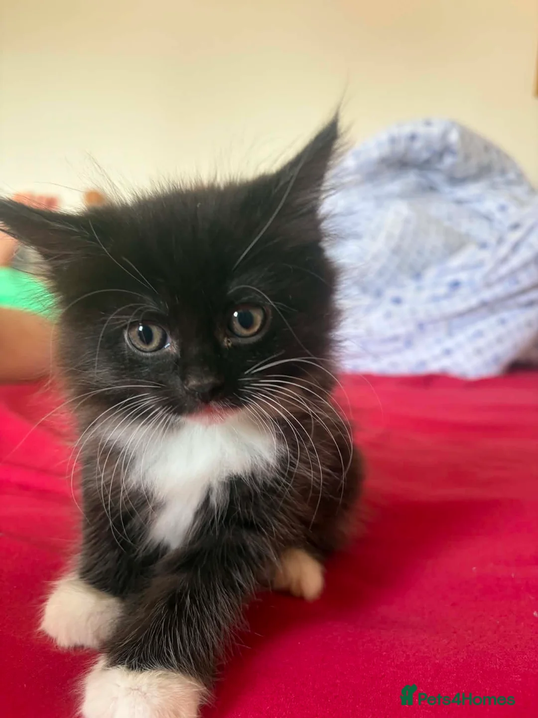 Maine Coon cats for sale: Persian An Maine Coon Cross - Advert 6