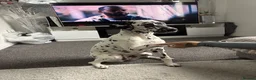 Dalmatian dogs for sale: KC Registered Deaf Dalmatian 7 Months Old - Advert 4