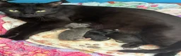 Mixed Breed cats for sale: 4 kitten for sale  - Advert 10