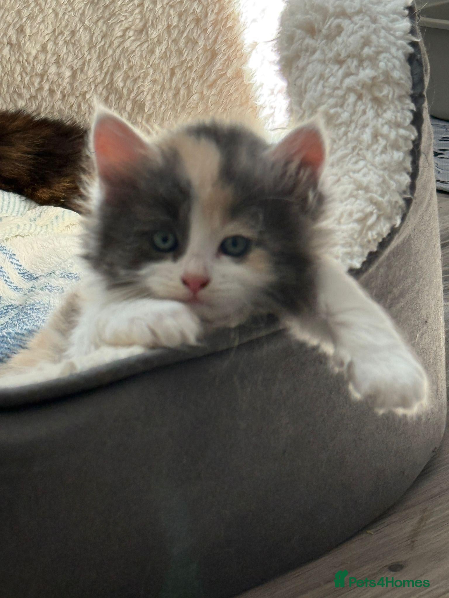 Ragdoll cats for sale: Stunning litter of Ragdoll cross kittens - Advert 2