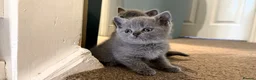 British Shorthair cats for sale: British shorthair  - Advert 7