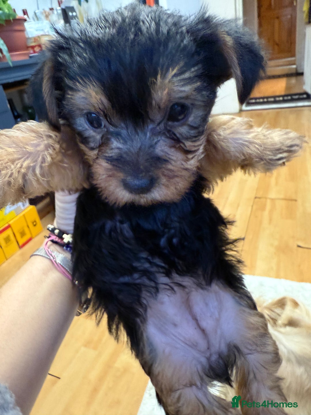 Yorkshire Terrier dogs for sale: Yorkshire Terrier  - Advert 13