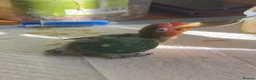 Lovebirds birds for sale: 2 x Baby LoveBirds - Advert 3
