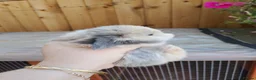 Chickens poultry for sale: Mini lop baby's  - Advert 6