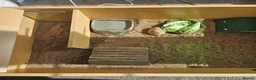 Tortoise reptiles for sale: 🐢 Horsfield Tortoise – Full Setup Included 🏡 in Manchester - Advert 5