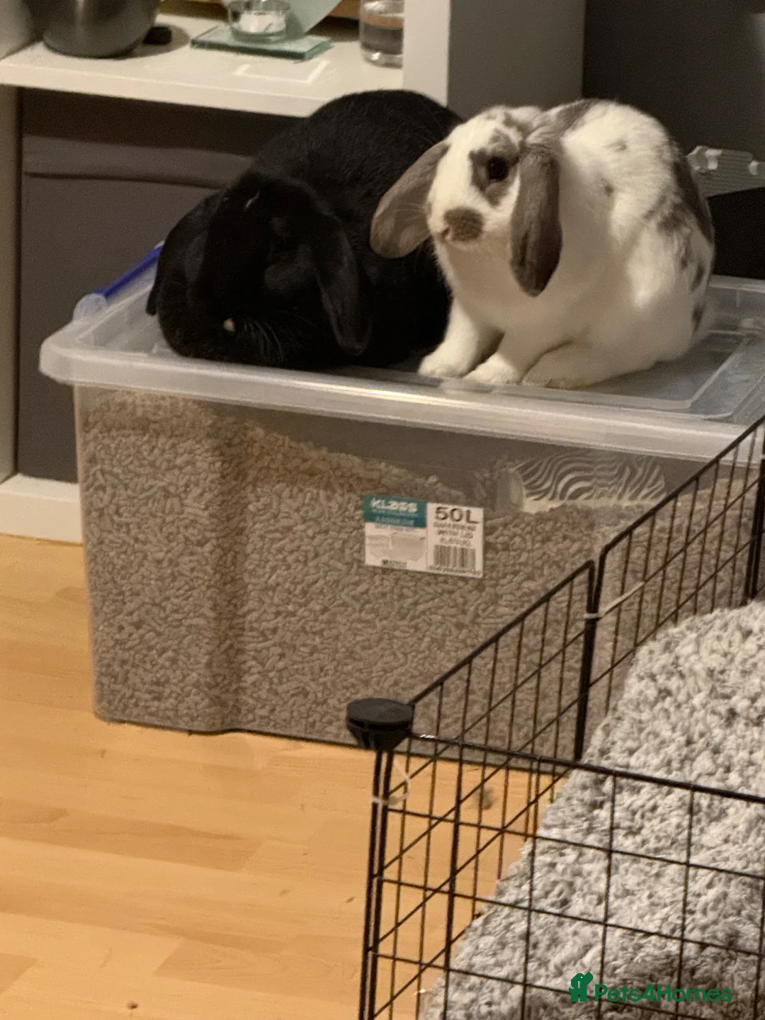 Mixed Breed rabbits for sale: Bonded Rabbits 1 male and 1 female. in South Croydon - Advert 5