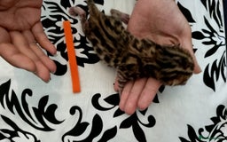 Bengal cats for sale: Beautiful Bengal Kittens  in Sutton - Image 10