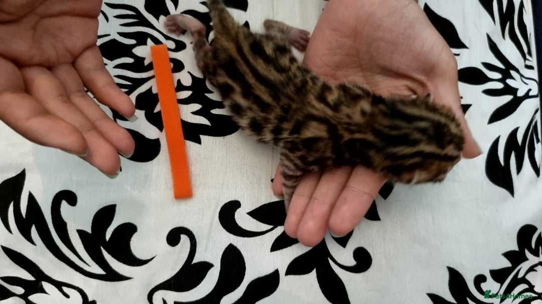 Bengal cats for sale: Beautiful Bengal Kittens  in Sutton - Image 10