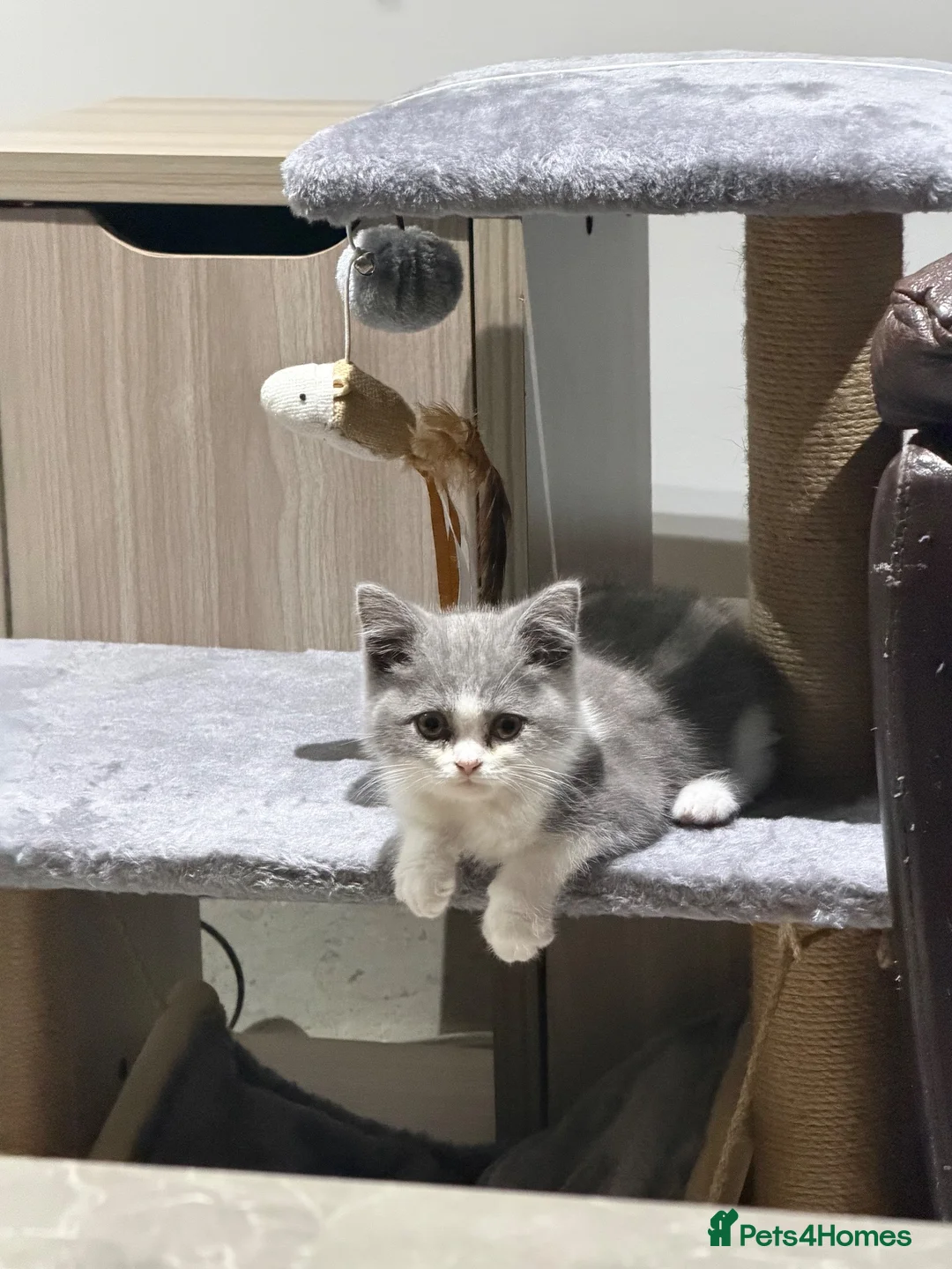 British Shorthair cats for sale: Grey & White British Shorthair Male Kitten 🐱 in Bolton - Advert 1