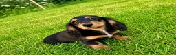Miniature Dachshund dogs for sale: Miniature long haired dachshund puppies  - Advert 6