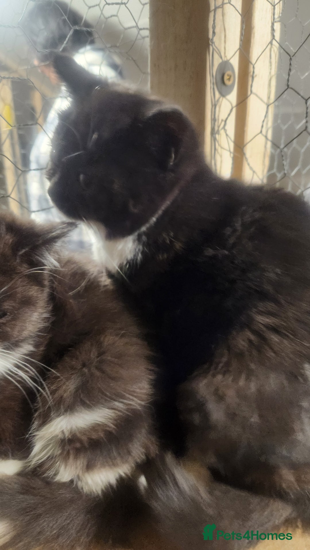 British Shorthair cats for sale: Pure British short hair kittens - Advert 1