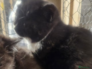 British Shorthair cats Pure British short hair kittens - Advert 1