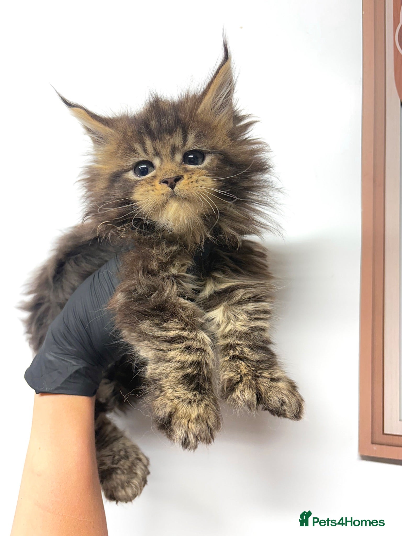 Maine Coon cats Maine coon kittens available to reserve  - Advert 3