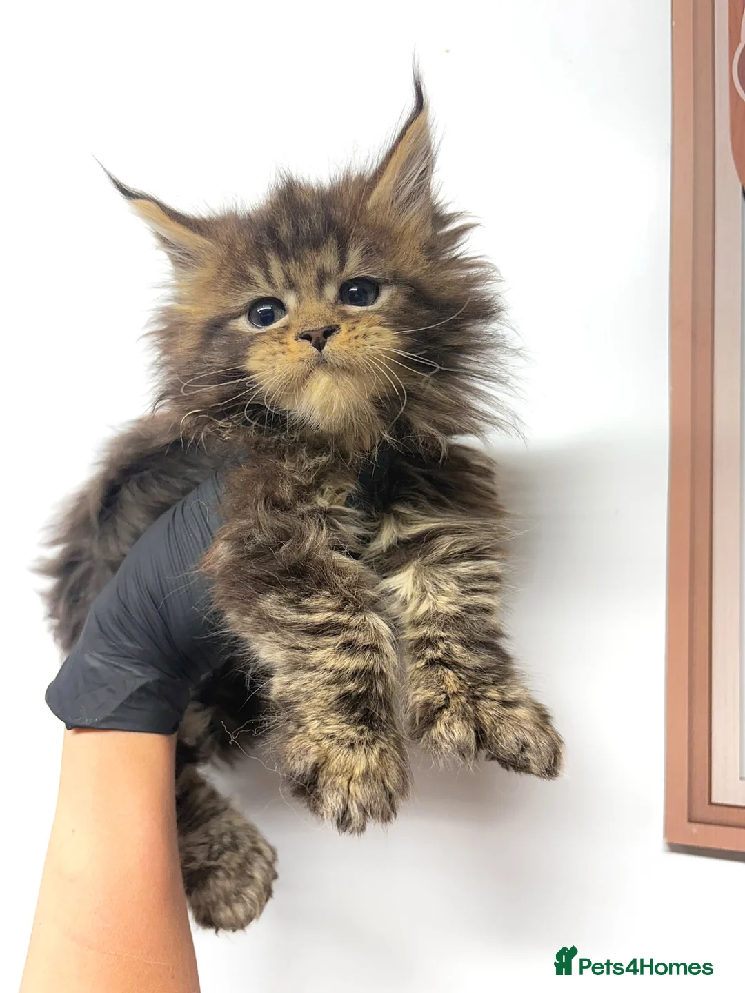 Maine Coon cats for sale: Maine coon kittens available to reserve  - Advert 1