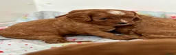 Cavapoo dogs for sale: Stunning red toy’s- Health Tested - KC parents - Advert 7