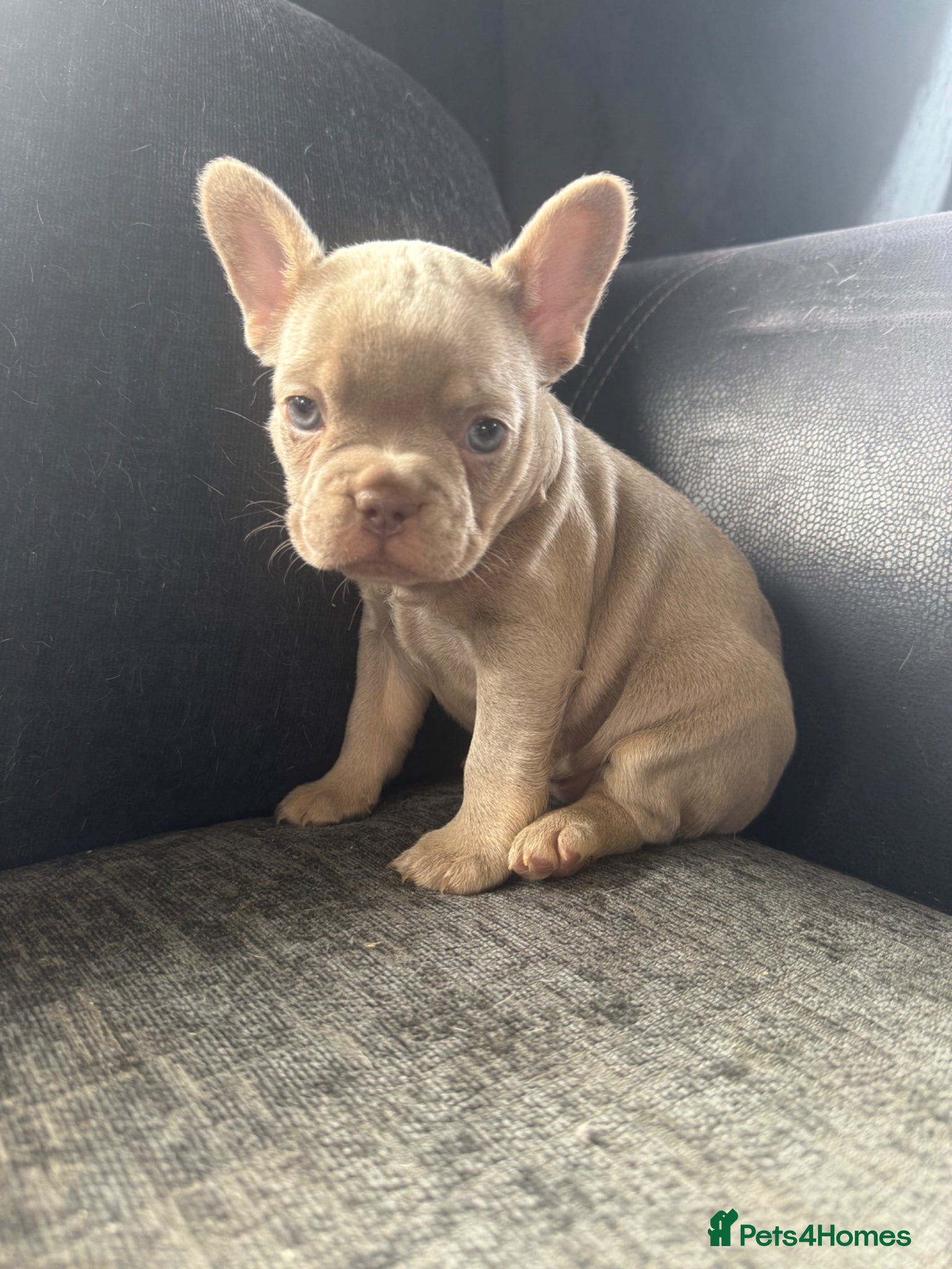 French Bulldog dogs Last two French bulldog puppies  - Advert 21