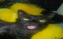 Mixed Breed cats for sale: Kittens - Image 8