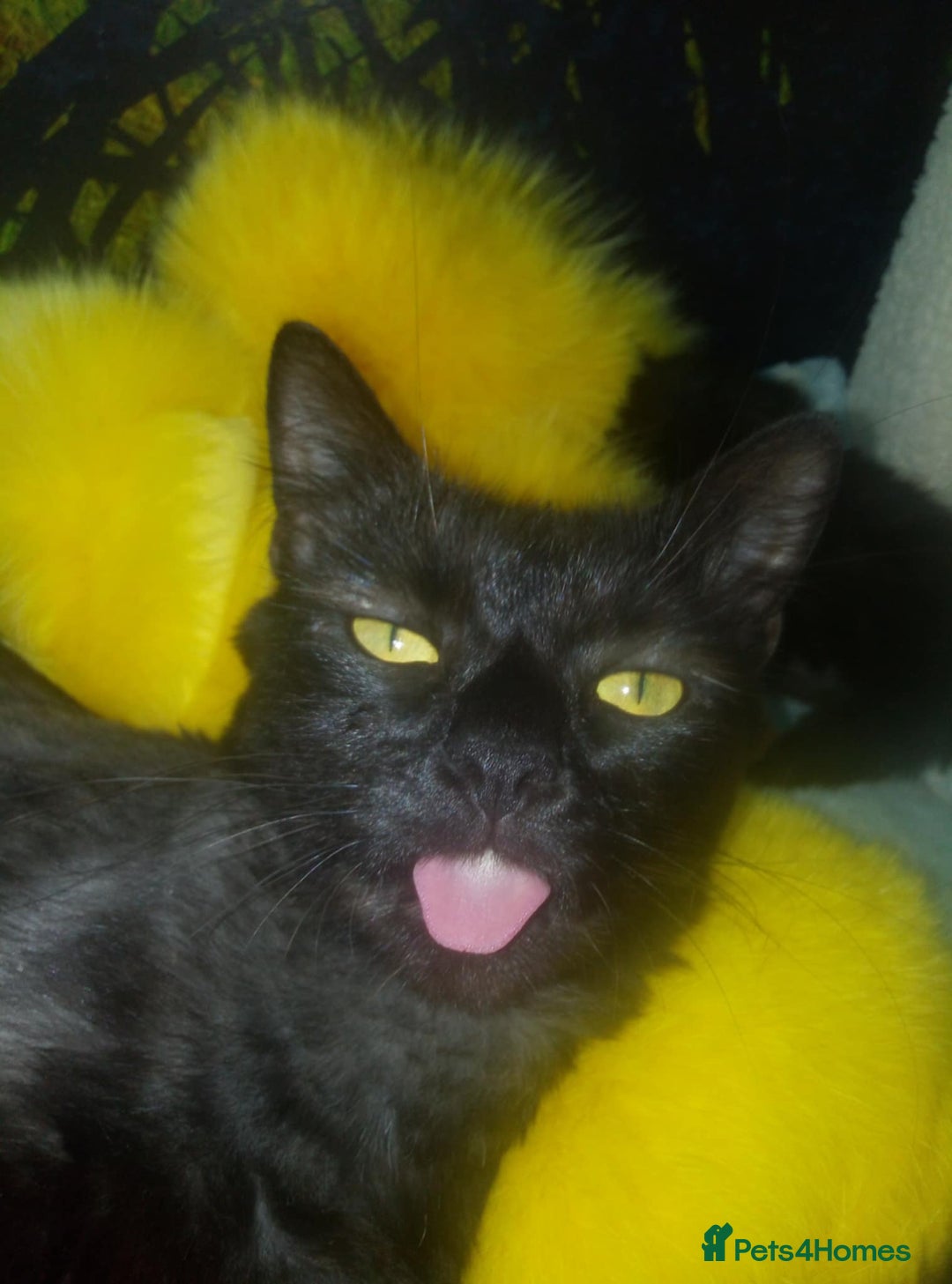 Mixed Breed cats for sale: Kittens - Image 8