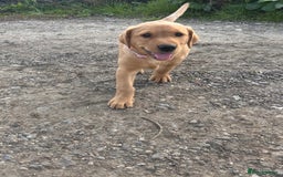Labrador Retriever dogs for sale: Fox red Labrador puppies  - Image 2