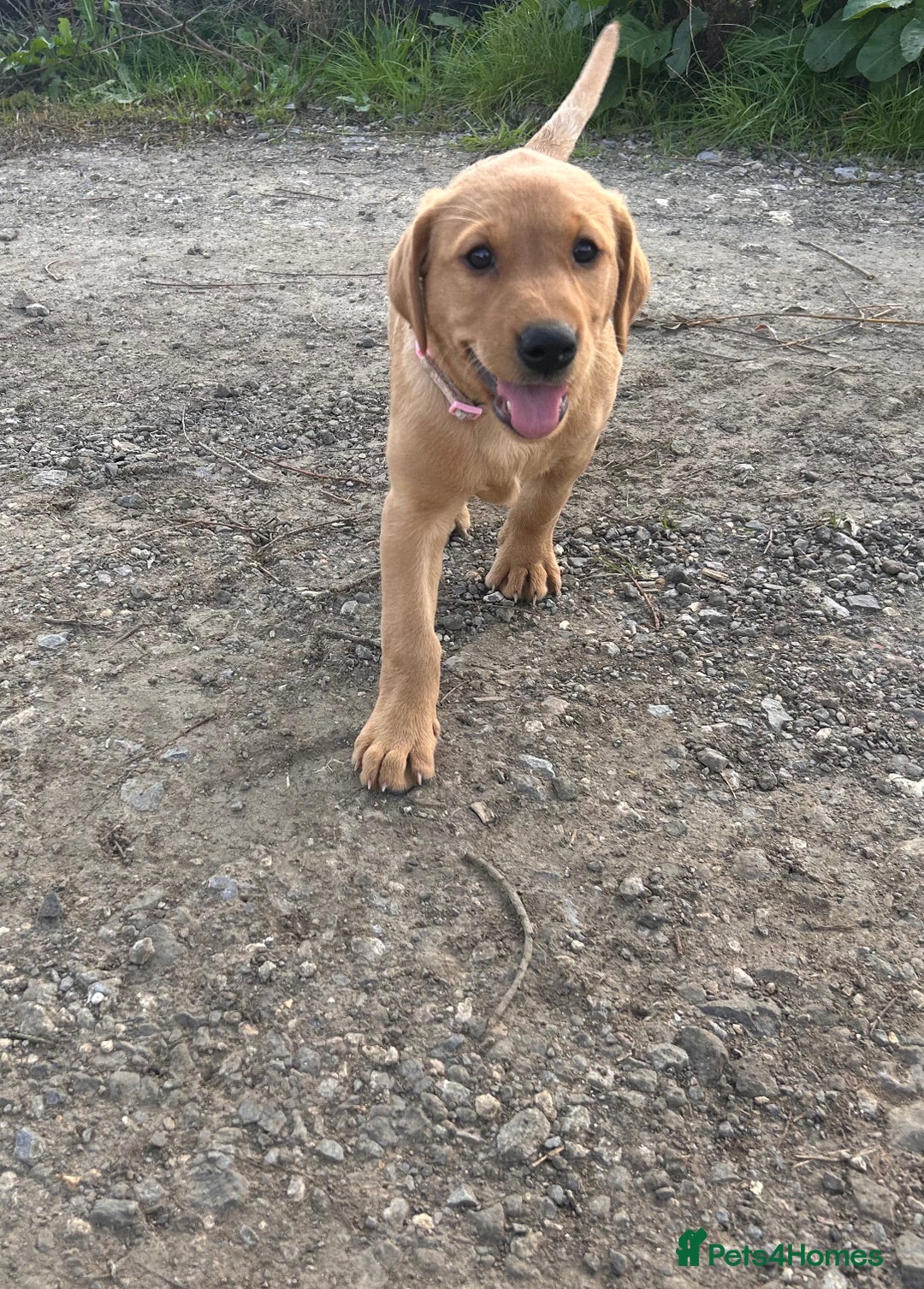 Labrador Retriever dogs for sale: Fox red Labrador puppies  - Image 2