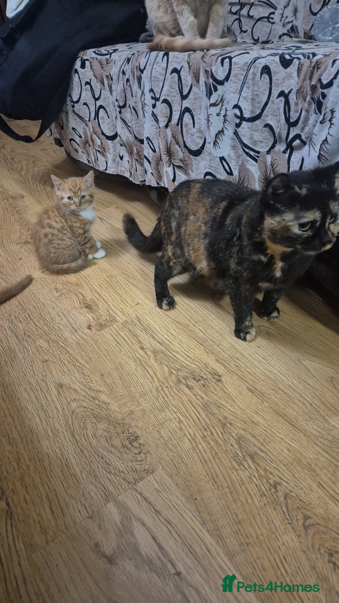 Mixed Breed cats for sale: Half British shorthair kittens - Advert 9