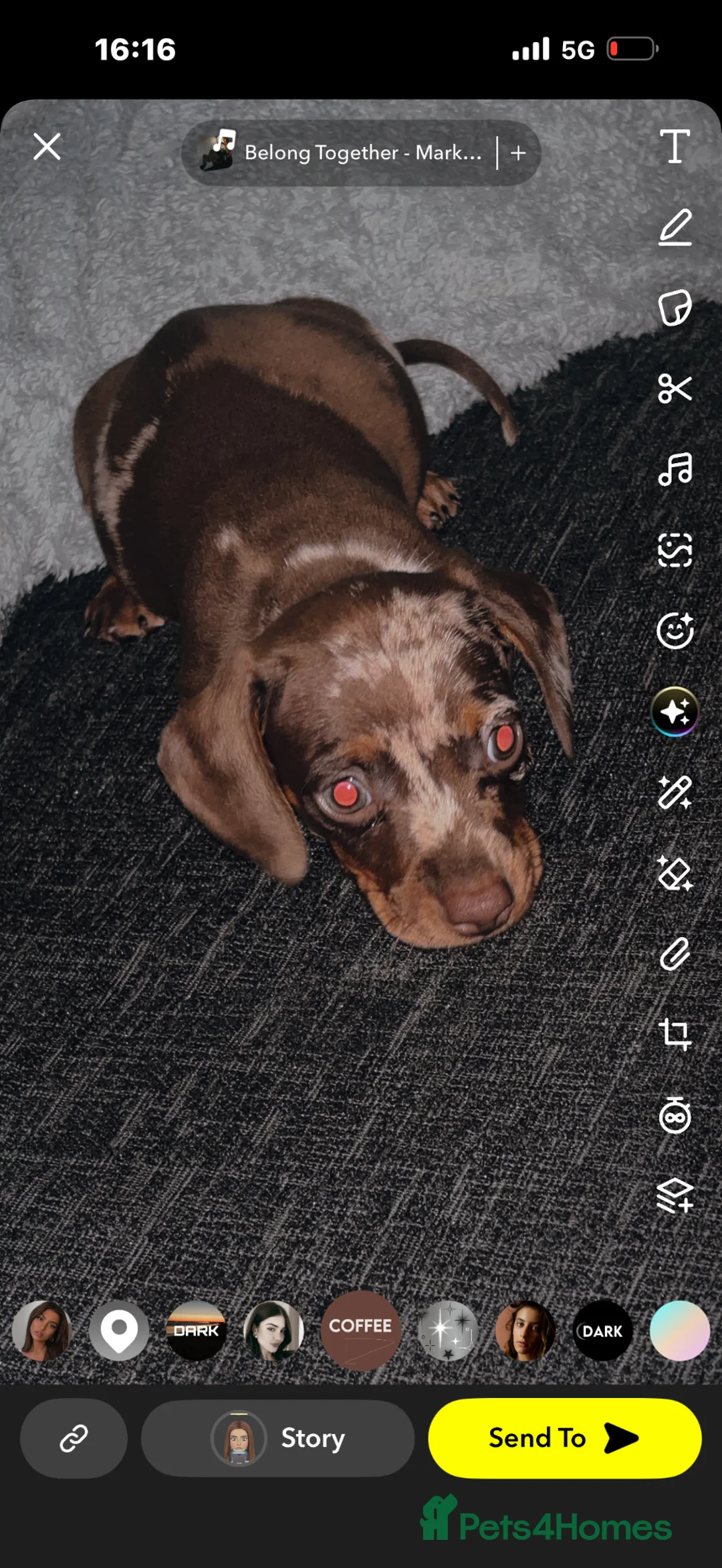 Miniature Dachshund dogs for sale: Miniature dashhound  in Gravesend - Advert 3