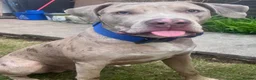 Mixed Breed dogs for sale: Hades in Telford - Advert 7