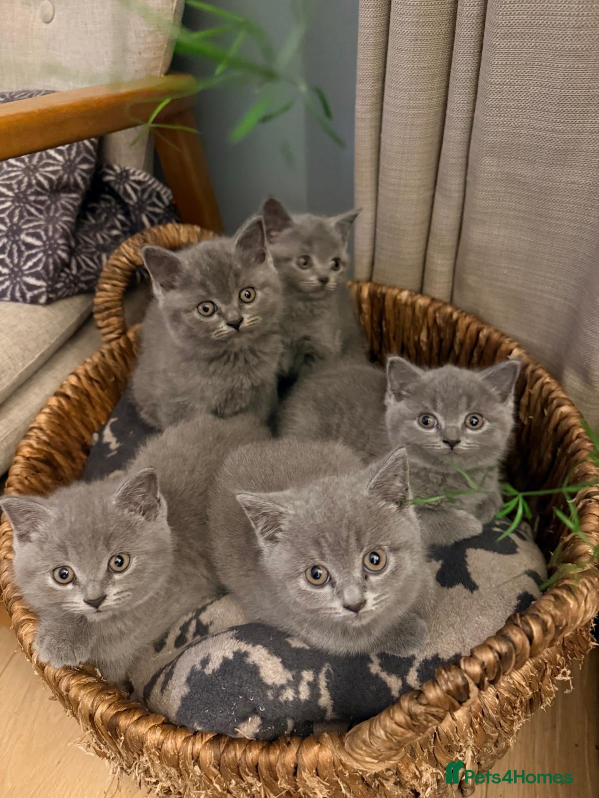 British Shorthair cats Six Lovely British Shorthair Kittens - Advert 1