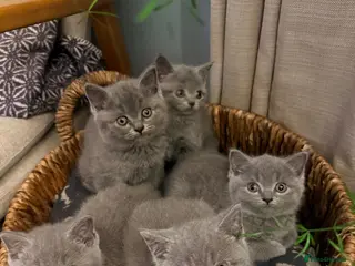 British Shorthair cats Six Lovely British Shorthair Kittens - Advert 2