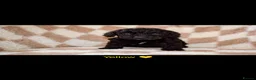 Cockapoo dogs for sale: Beautiful miniature F1B cockapoos - Advert 4