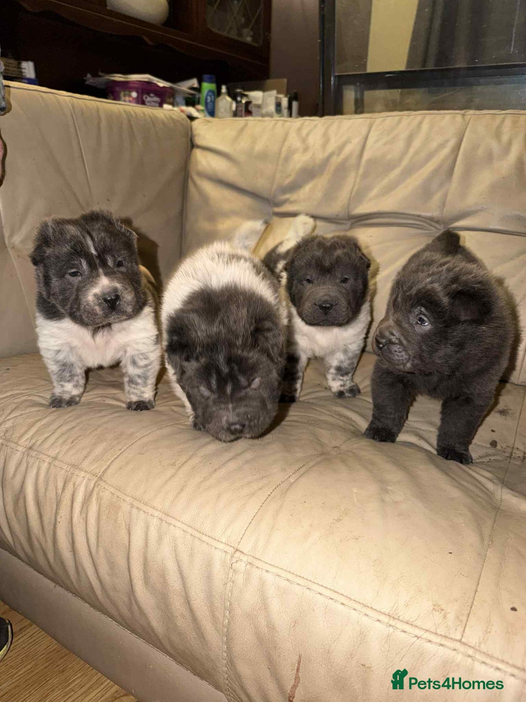 Shar Pei dogs for sale: 4 gorgeous bear coat shar pei puppies - Advert 3