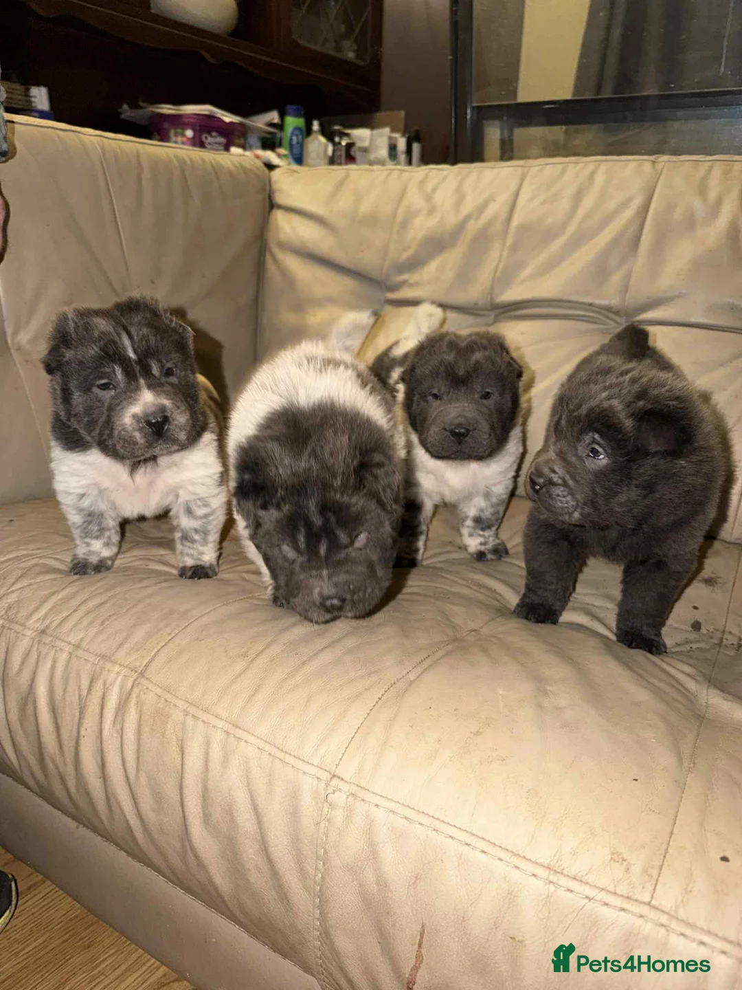 Shar Pei dogs for sale: 2 gorgeous male bear coat shar pei puppies - Advert 3