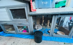 Mini Lop rabbits for sale: Long hair fluffy rabbit - Image 4