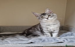 Maine Coon cats for sale: 🍁🍂Good females🏡🎯📣 - Image 39