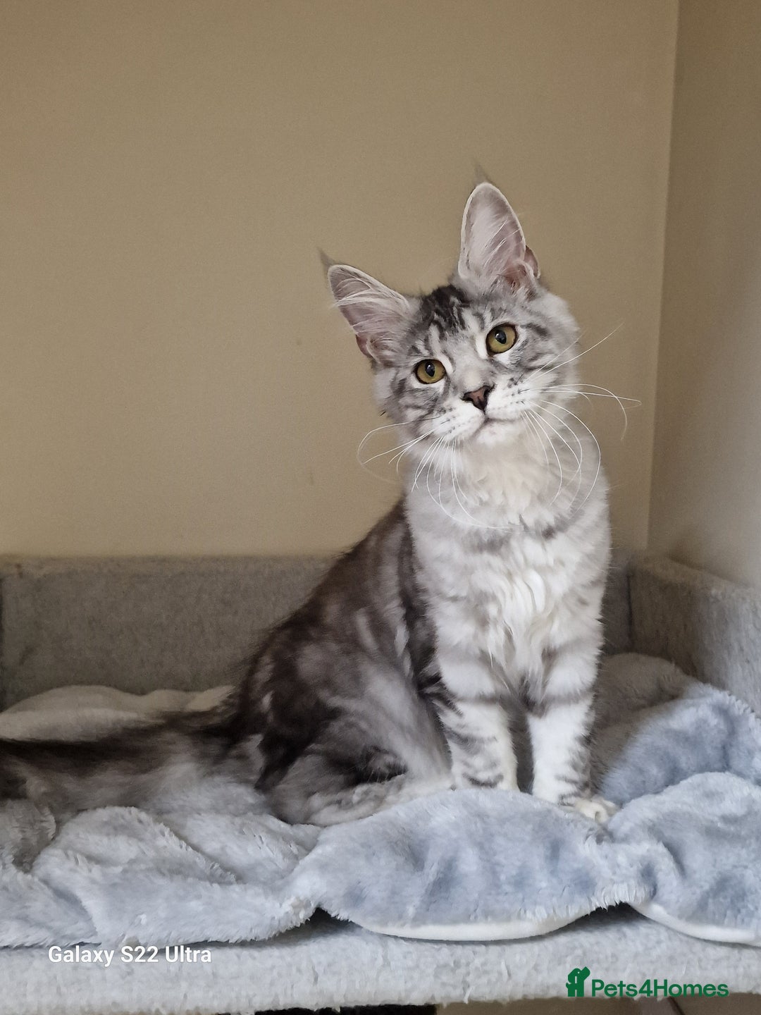 Maine Coon cats for sale: 🍁🍂Good females🏡🎯📣 - Image 39