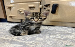 Domestic Shorthair cats for sale: Adorable Kittens - 4 available. Grey & Tabby - Image 20