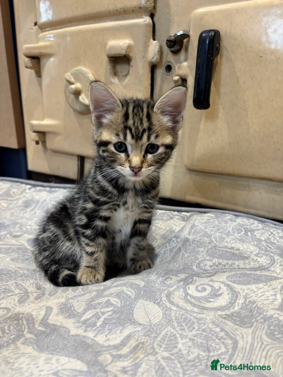 Domestic Shorthair cats for sale: Adorable Kittens - 4 available. Grey & Tabby - Image 20