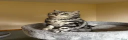 British Shorthair cats for sale: • Retired Pedigree Silver Tabby BSH Queen • - Advert 9