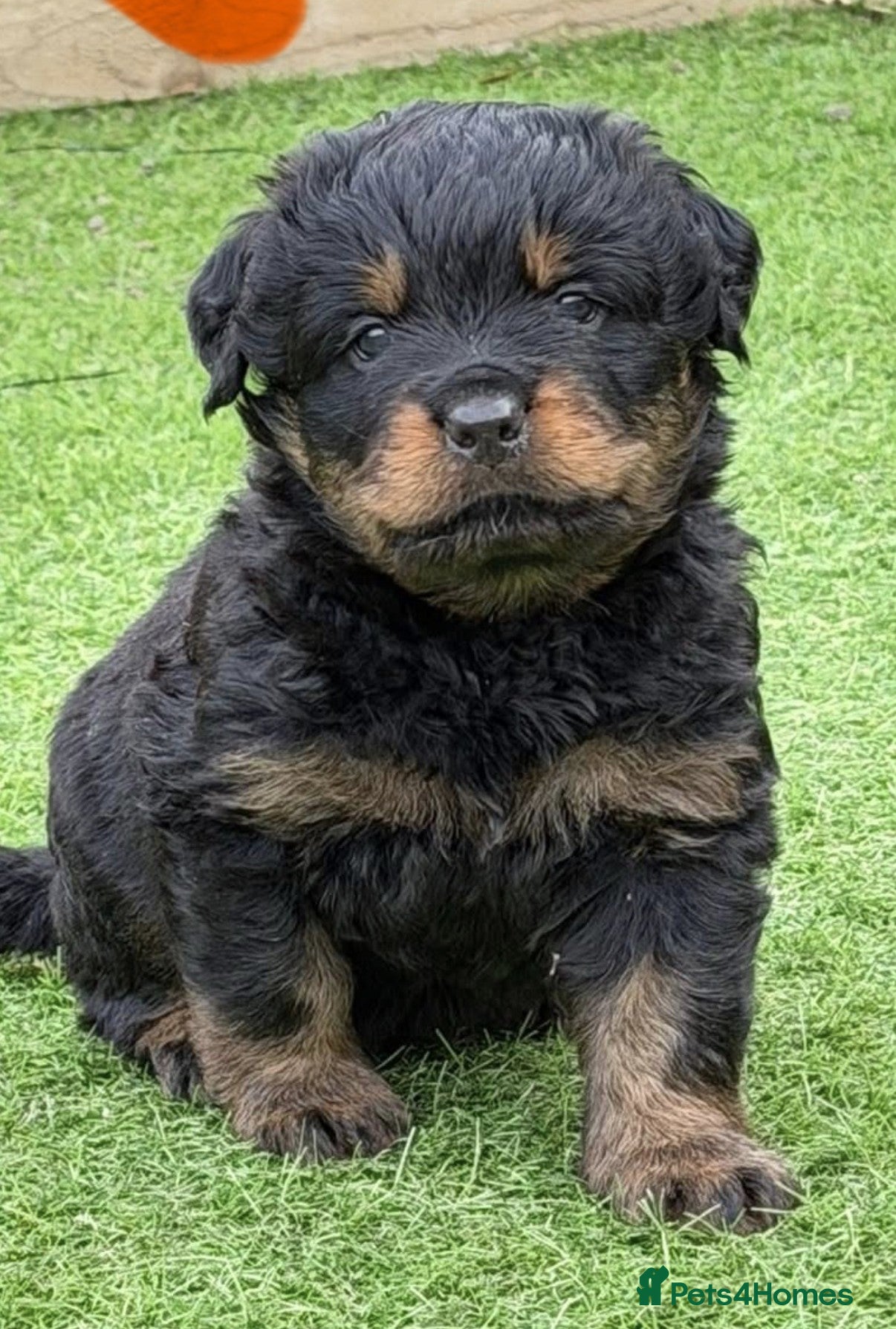 Rottweiler dogs Wonderful Kc Registered Puppies - Advert 1