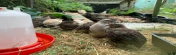 Quail poultry for sale: coturnix quail / Japanese Quail  - Advert 3