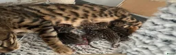 Bengal cats for sale: 3x bengal kittens full pedigree tica reg - Advert 6
