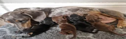Miniature Dachshund dogs for sale: 4 beautiful miniature dachshunds - Advert 7