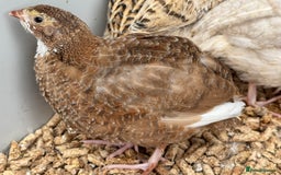 Quail poultry for sale: 4 1/2 week old mix of coturnix quails - Image 7