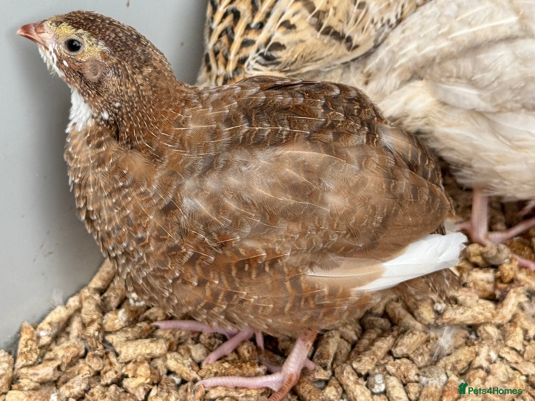 Quail poultry for sale: 4 1/2 week old mix of coturnix quails - Image 7