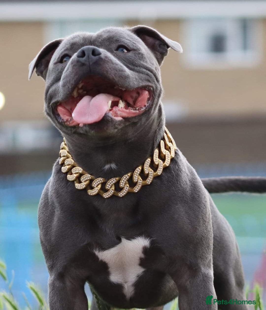 Staffordshire Bull Terrier dogs for sale: 2 Beautiful Male Blue Staffy Puppies - Advert 8