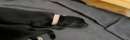 German Shepherd dogs for sale: beautiful shepkita puppies  - Advert 4